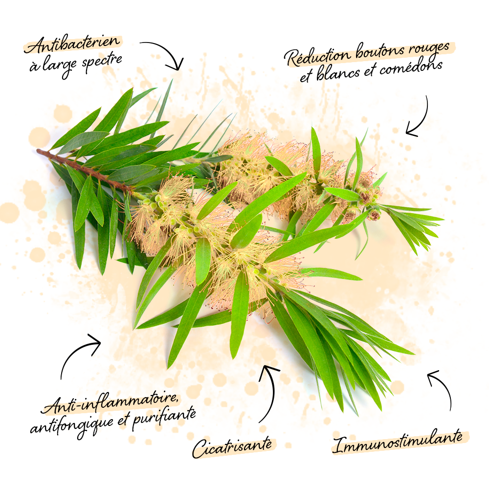 Benefits of Tea tree oil against Acne