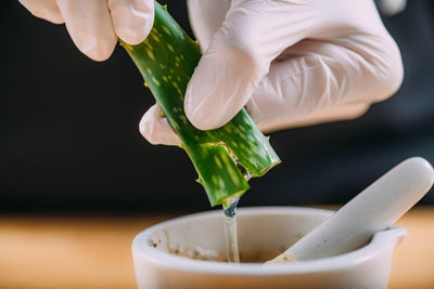 Benefit and Uses of Aloe vera